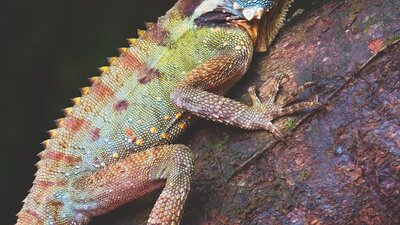 Banner image: Rainforest dragon (2006 – Overall Winner). Photographer: Stanley and Kaisa Breeden.