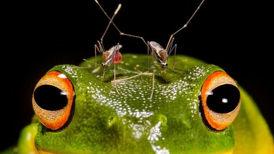 Green frog with two mosquitos on his forehead. Black background.