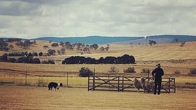 Sheep Dog Trials