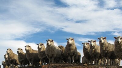 Sheep on a Hill