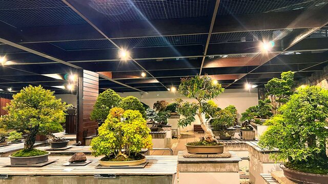 A large collection of bonsai plants are displayed at night under feature spotlights