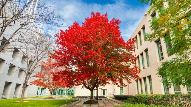Vibrant red maple tree in a Parliament House courtyard