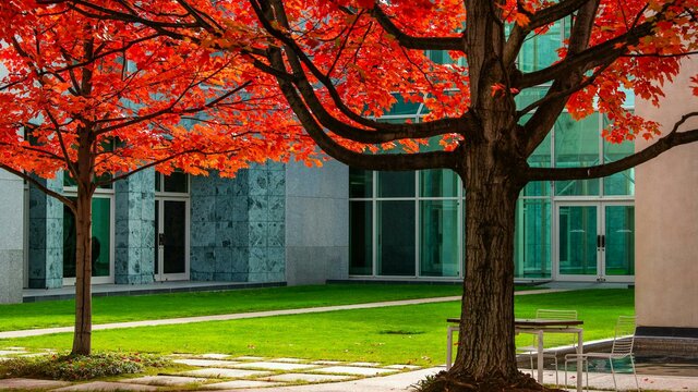 2 vibrant orange and red autumn trees in a courtyard of Parliament House