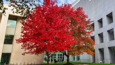 Two large red maple trees ina green courtyard, also known as the 'Budget' trees at Parliament House