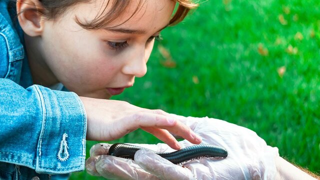 Meet amazing bugs like millipedes, ladybirds, beetles and more.