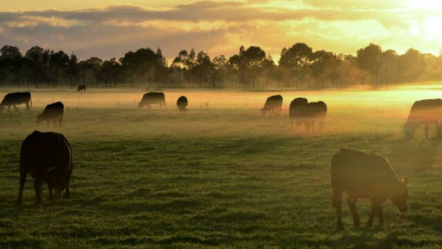 Cattle in country