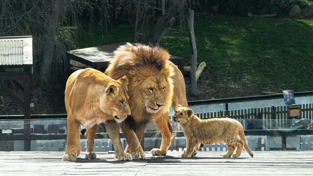 Celebrate Nyra - the Zoo's lion cub Photo depicts a family of lions