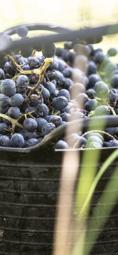Shiraz harvest in the Canberra District A black bucket of blue shiraz grapes sits in a vineyard,