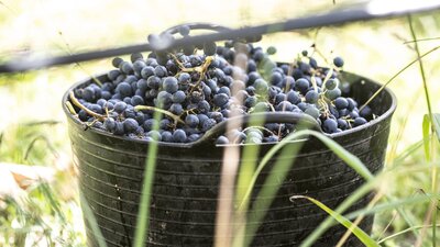 A black bucket of blue shiraz grapes sits in a vineyard,