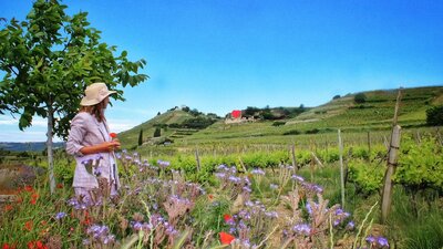 Steph Eyles stands in a vineyard in Hermitage, Rhône Valley