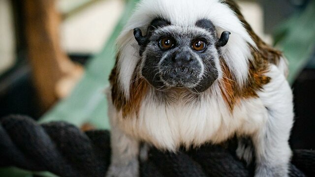 Cotton Top Tamarim Primate