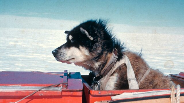 Sled dog along for the ride (detail). Syd Kirkby / Australian Antarctic Division A dog sitting comfortably in a red box placed on a sled, with snow in background and blue sky.