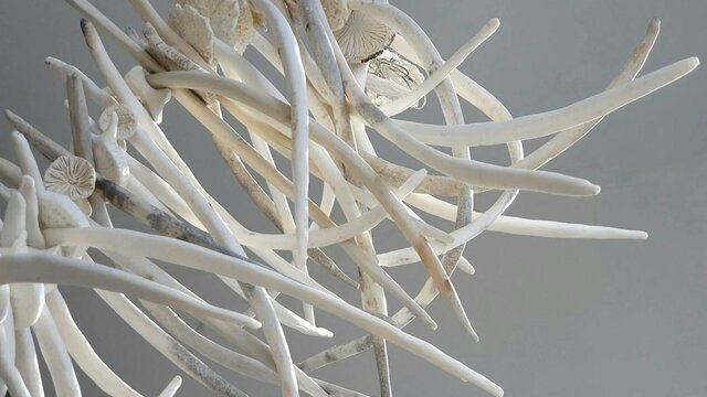 Jo Victoria | Skeleton 2025 An artwork of ceramic objects assembled together to look like bones