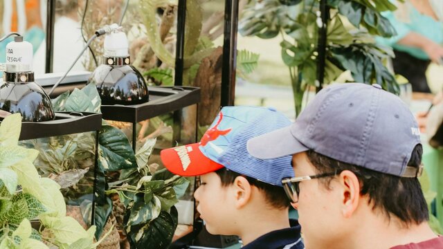 Wildlife Displays at Haig Park Village Markets An image of a child and their carer looking at a snake display at the markets.