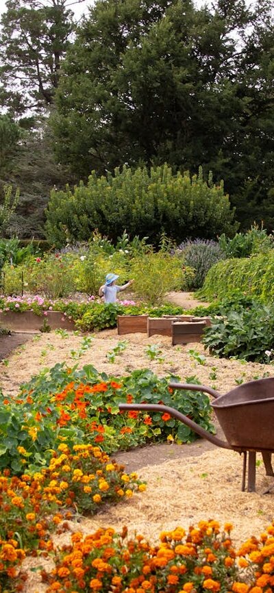 Gardens at Lanyon Homestead