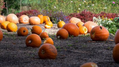 Pumpkin garden at Lanyon Homestead