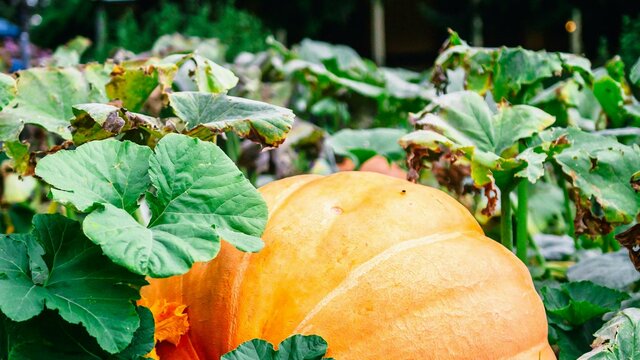 Large pumpkin in Lanyon Homestead gardens
