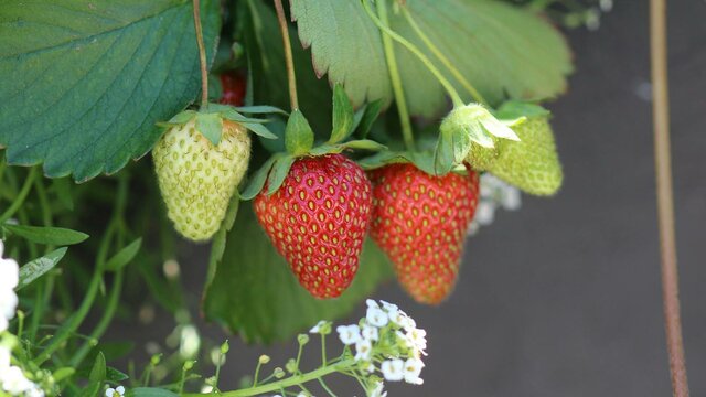 Close up Strawberries