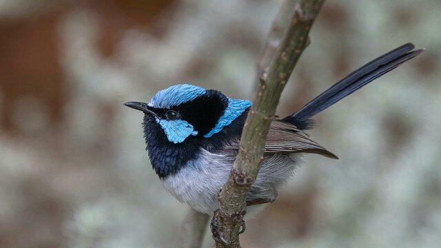 A male bright blue Fairy Wren sitting on a branch.