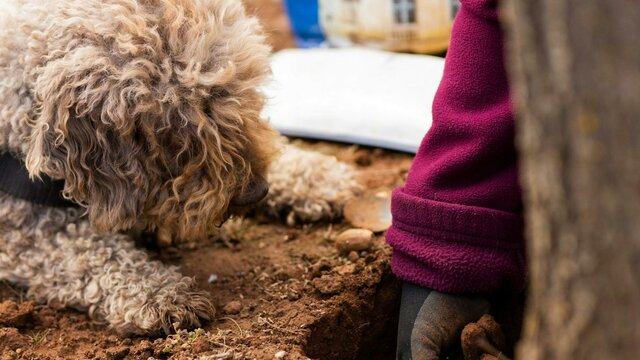 Unearthing beautiful black truffle One of our truffle dogs helping unearth the wonderful black truffle