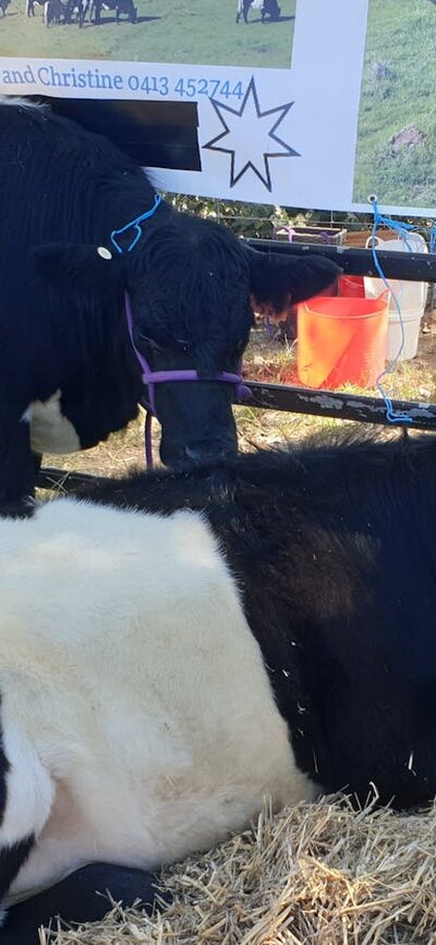 Belted Galloway Cattle lying down in pen