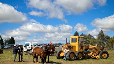 Aust Draught Horses meet modern tractor