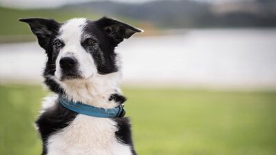 National Sheepdog Trials