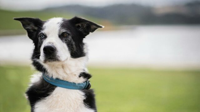 National Sheepdog Trials National Sheepdog Trials
