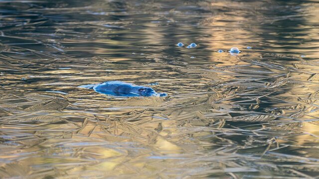 A Platypus in the Upper Murrumbidgee A platypus floating in the water
