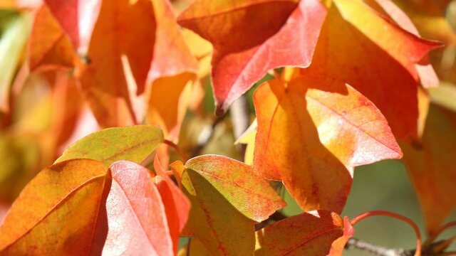 A close image of Autumnal leaves, glowing with vibrant red, orange and yellow tones in the sunlight
