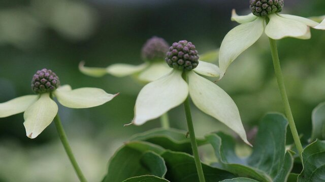A close image of 'flowering dogwoods' with tight purple cluster centres and pale white 'petals'