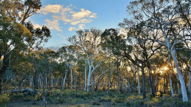 Box-gum grassy woodland at Mulligans Flat Box-gum grassy woodland at Mulligans Flat with blue sky and late afternoon light