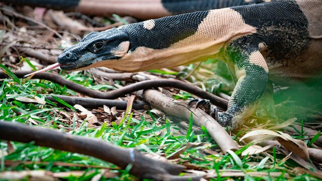Lizard Monitor