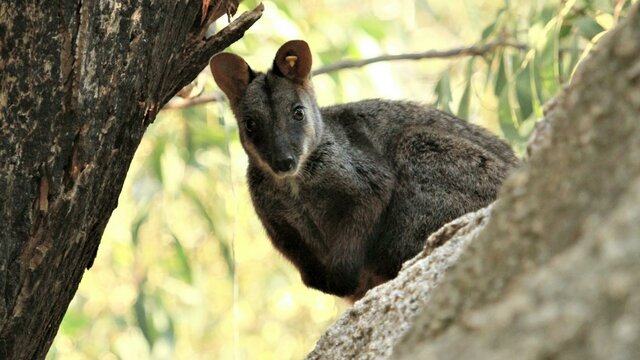 Rock Wallaby in a tree looking cute Rock Wallaby in a tree looking cute