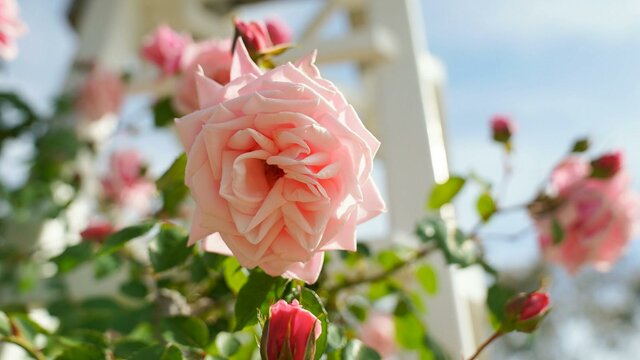 Pink roses in a garden