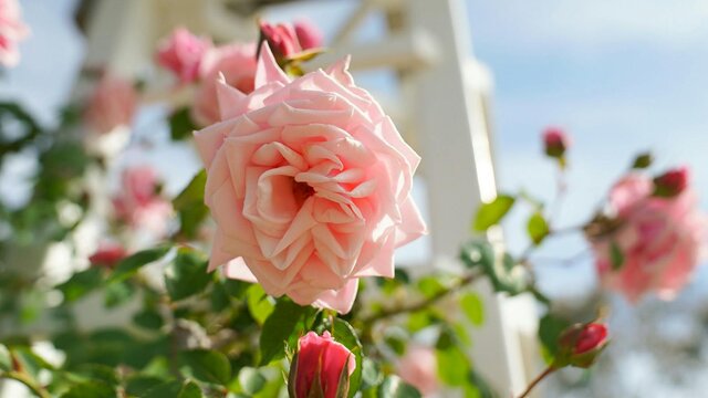 Pink roses in a garden