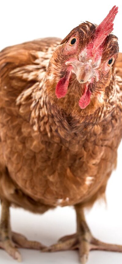 Chicken staring at the screen