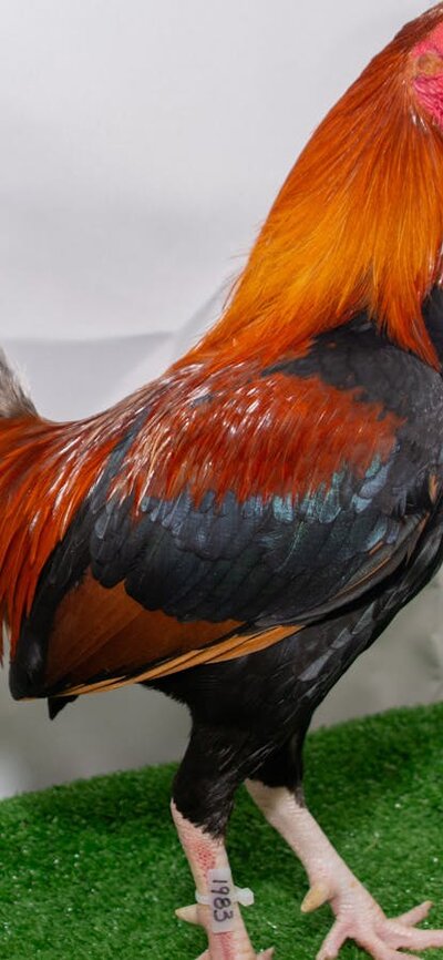 Champion bird - Royal Canberra Poultry Show Champion bird - Royal Canberra Poultry Show