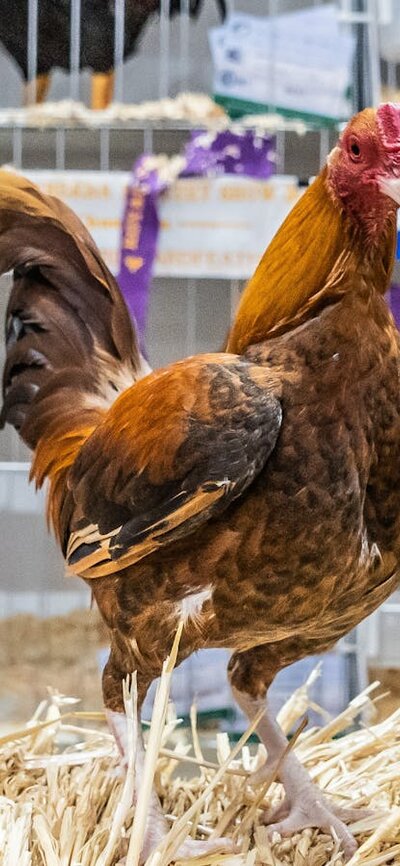 Poultry Poultry