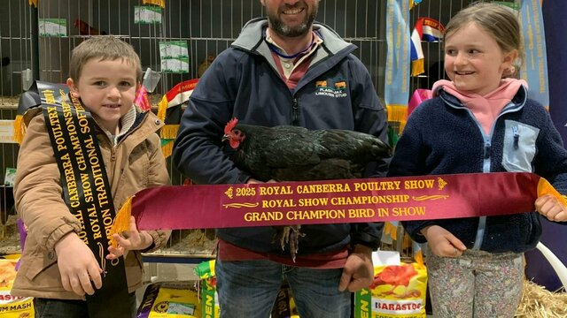 Winner bird of show 2025 Winner poultry show