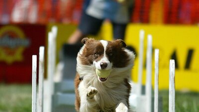 Dog jumping hurdles carrying a ball