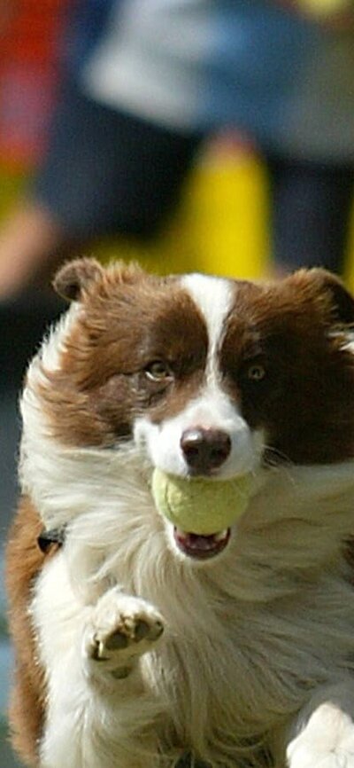 Dog jumping hurdles carrying a ball