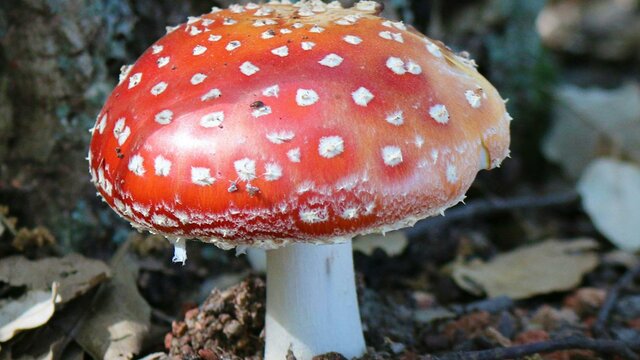 A red and white capped mushroom sits on the leafy forest floor