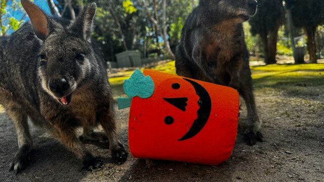 Tammar Wallaby Spooktacular