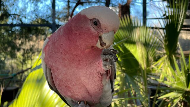 Galah Parrot