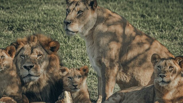 Lion Pride Lion Pride