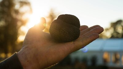 Truffle held in hand with sunshine