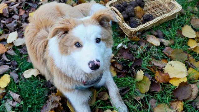 Largo truffle dog Large truffle dog