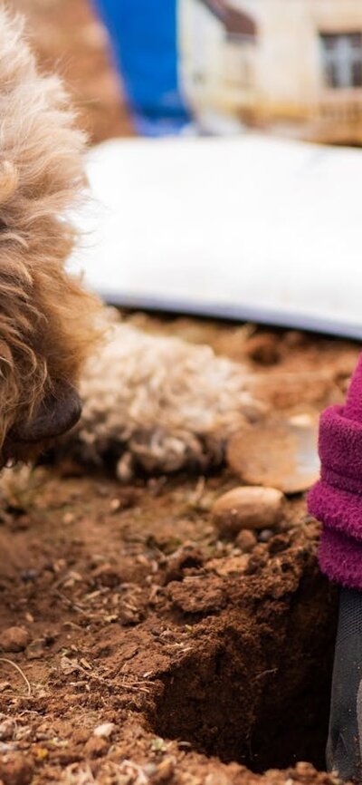 One of our truffle dogs helping unearth the wonderful black truffle