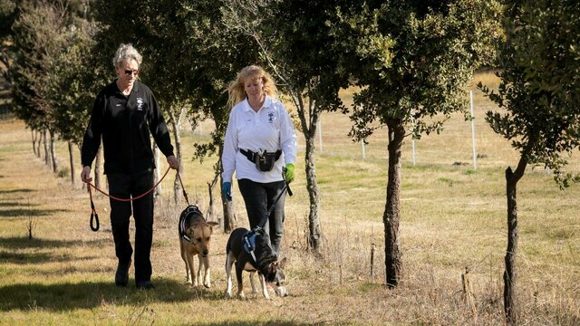 Searching the rows Searching